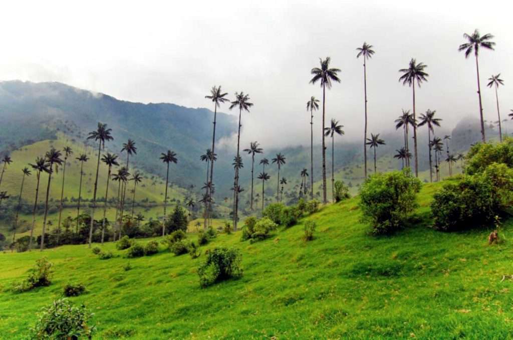 Pasadias desde Cali