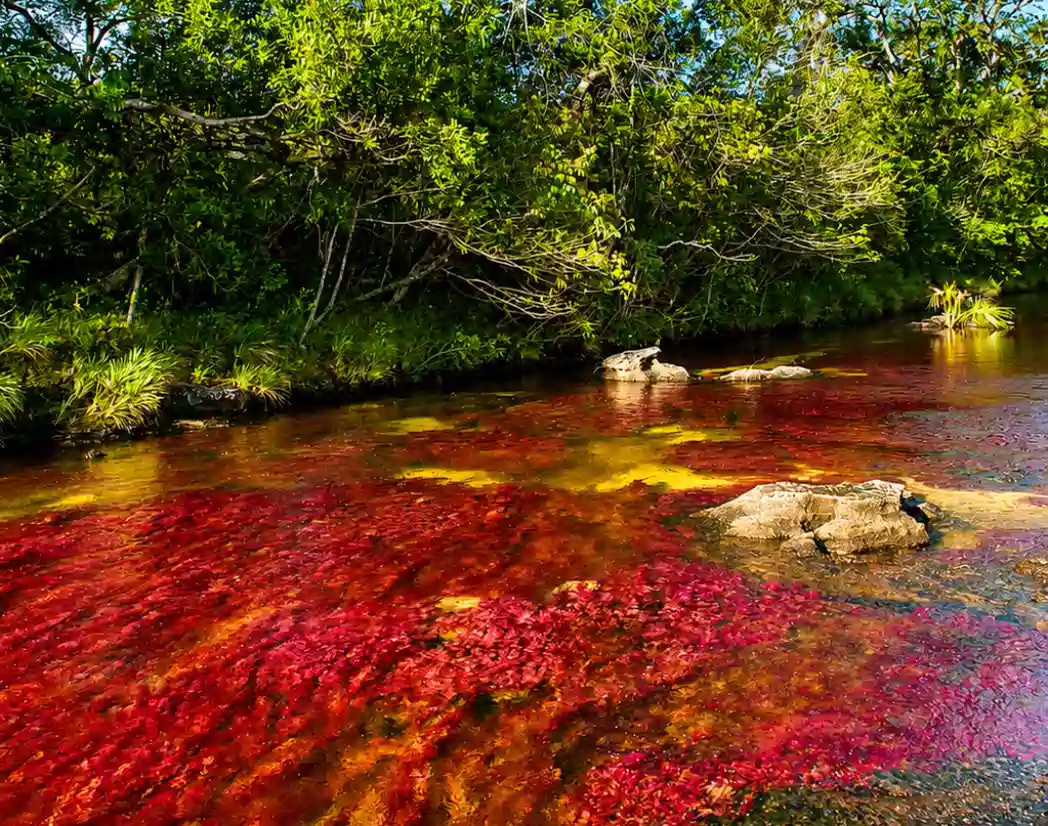 tour a caño cristales desde cali